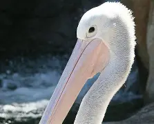 鹈鹕队领队言论争议，球迷不满表现